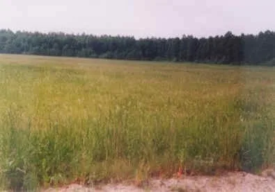 Žiemkelio kautynių, vykusių 1945-02-26, vieta (miškas, priglaudęs partizanus, sovietmečiu 